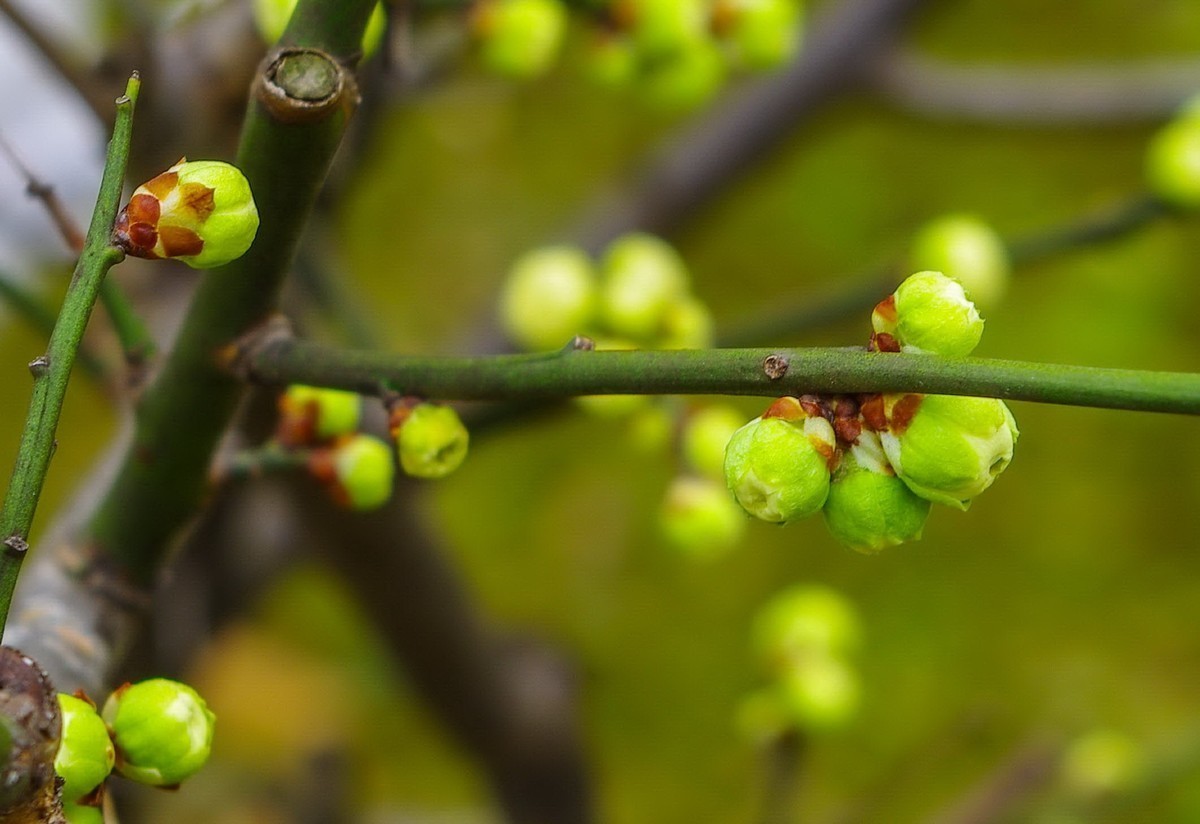 梅园的花骨朵