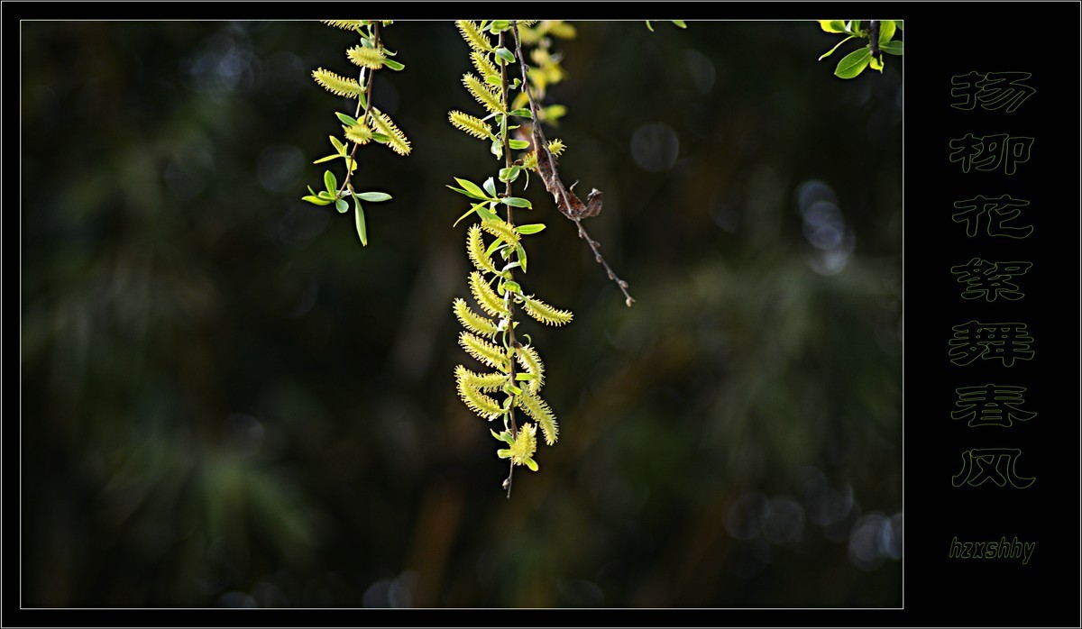 杨柳花絮舞春风(2021064)