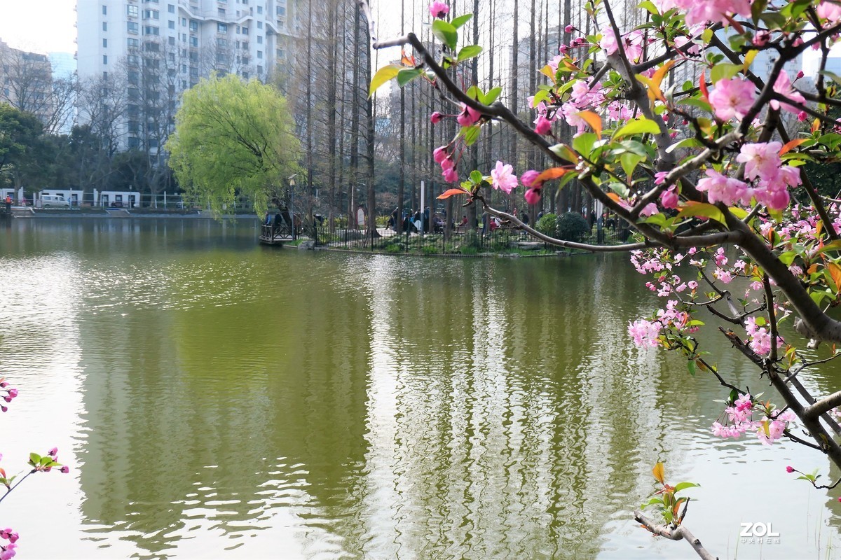 春天的湖景摄于上海天山公园