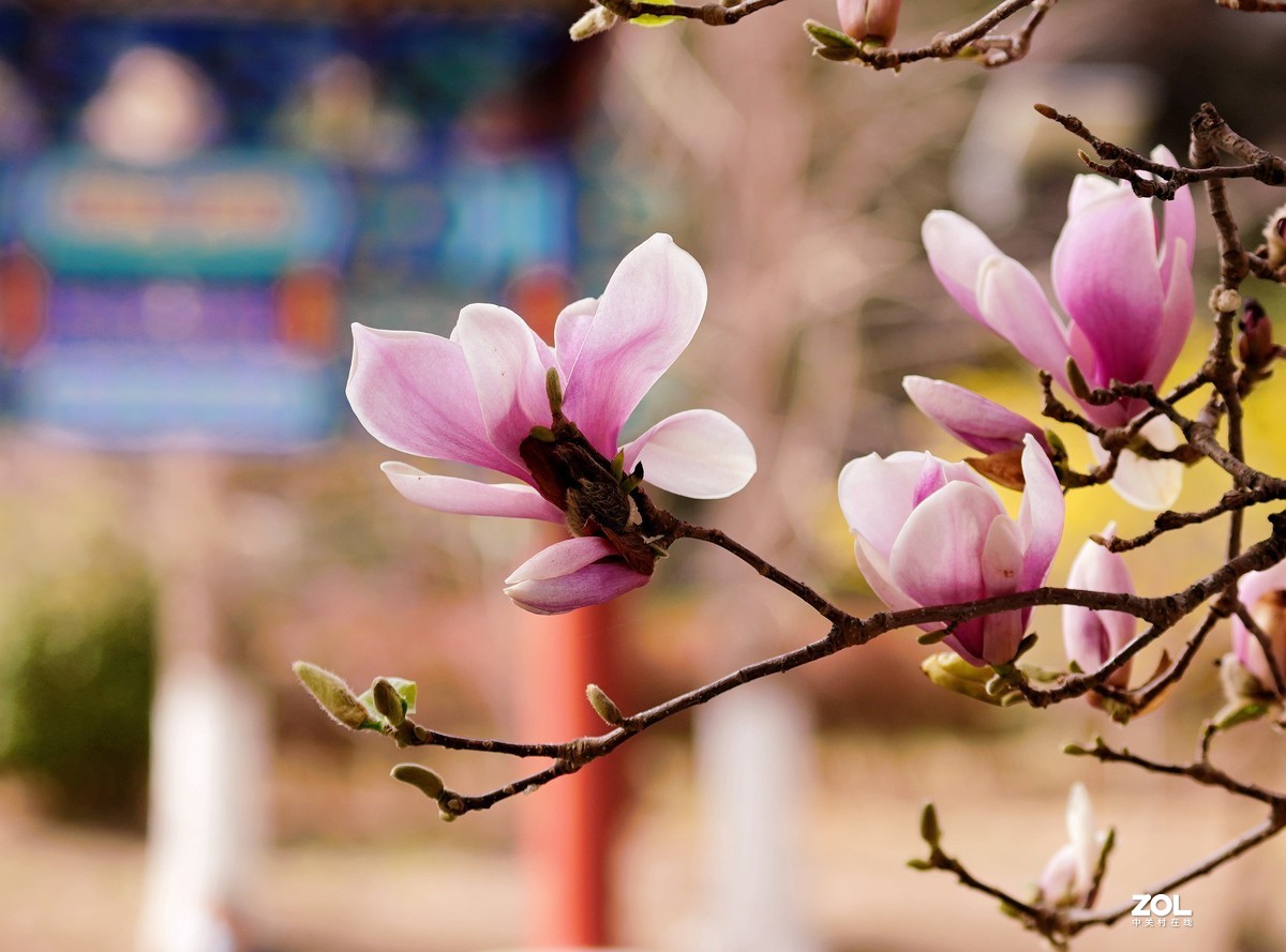玉兰花开