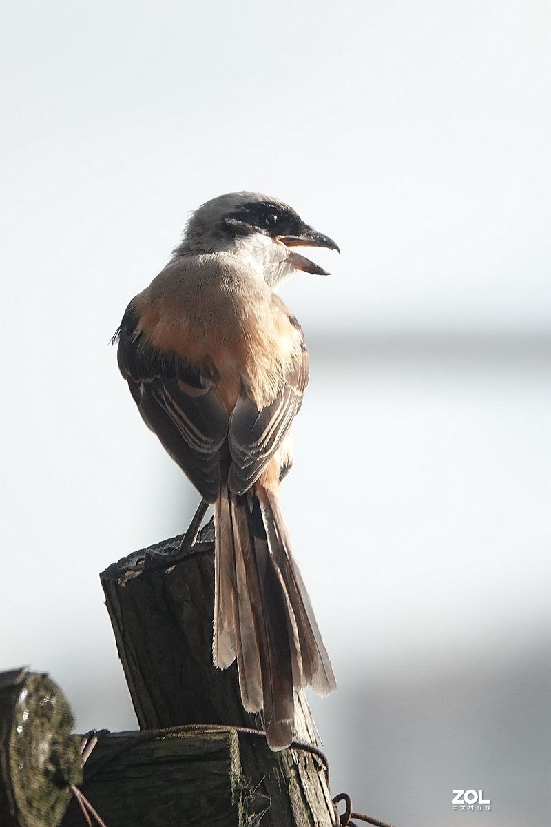 木桩上的一只伯劳鸟