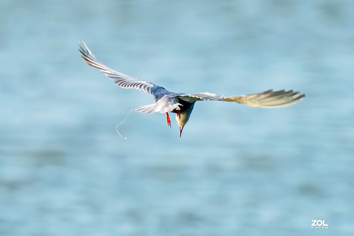 东大圩拍须浮鸥
