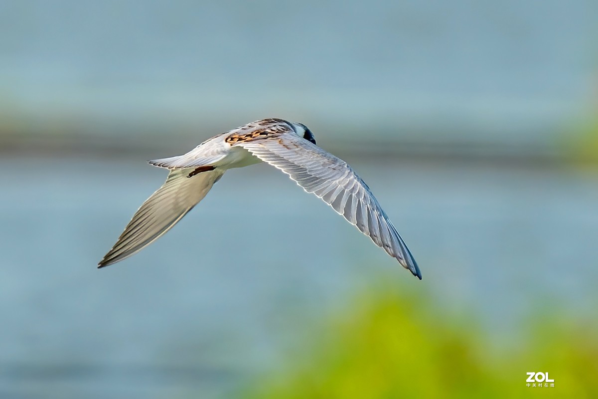 东大圩拍须浮鸥