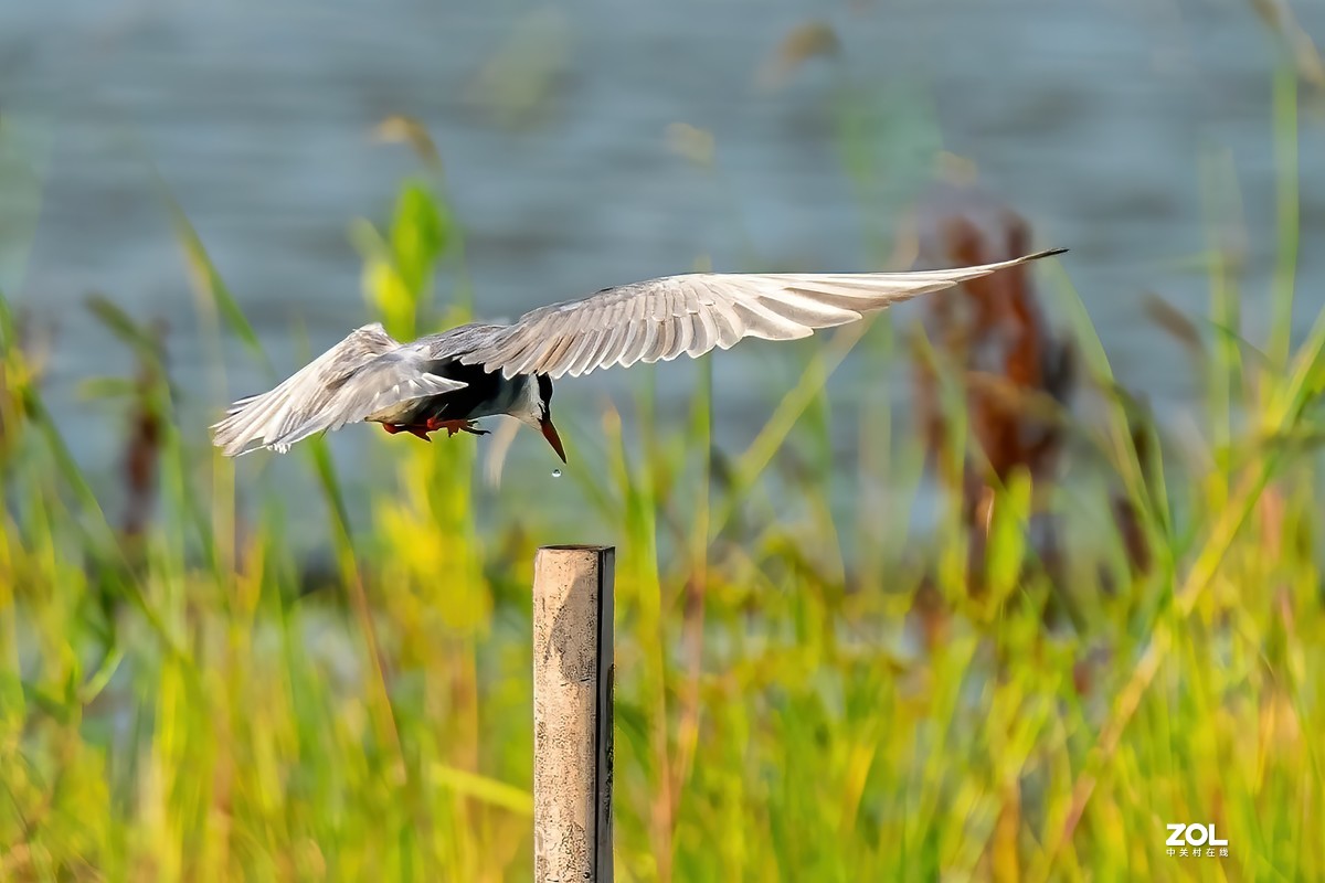 东大圩拍须浮鸥