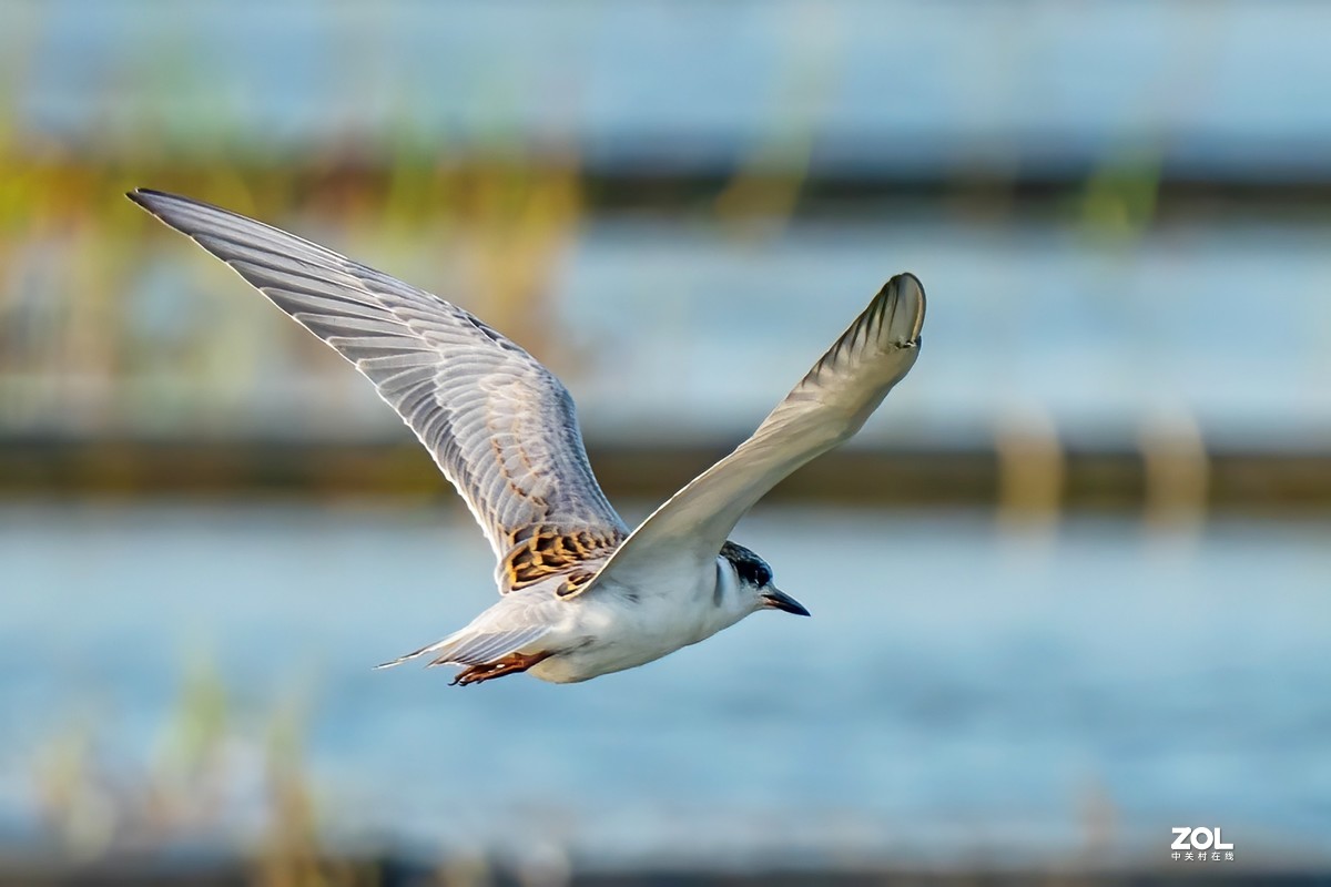 东大圩拍须浮鸥