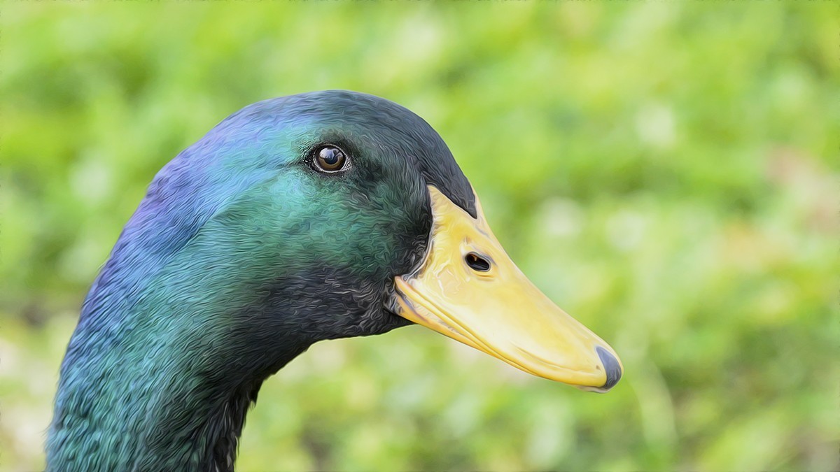 龙湖湿地的国家二级保护动物绿头鸭