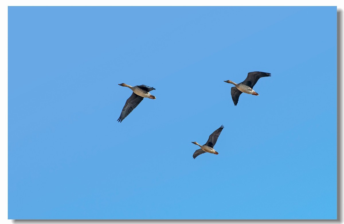 三只豆雁飞过来三