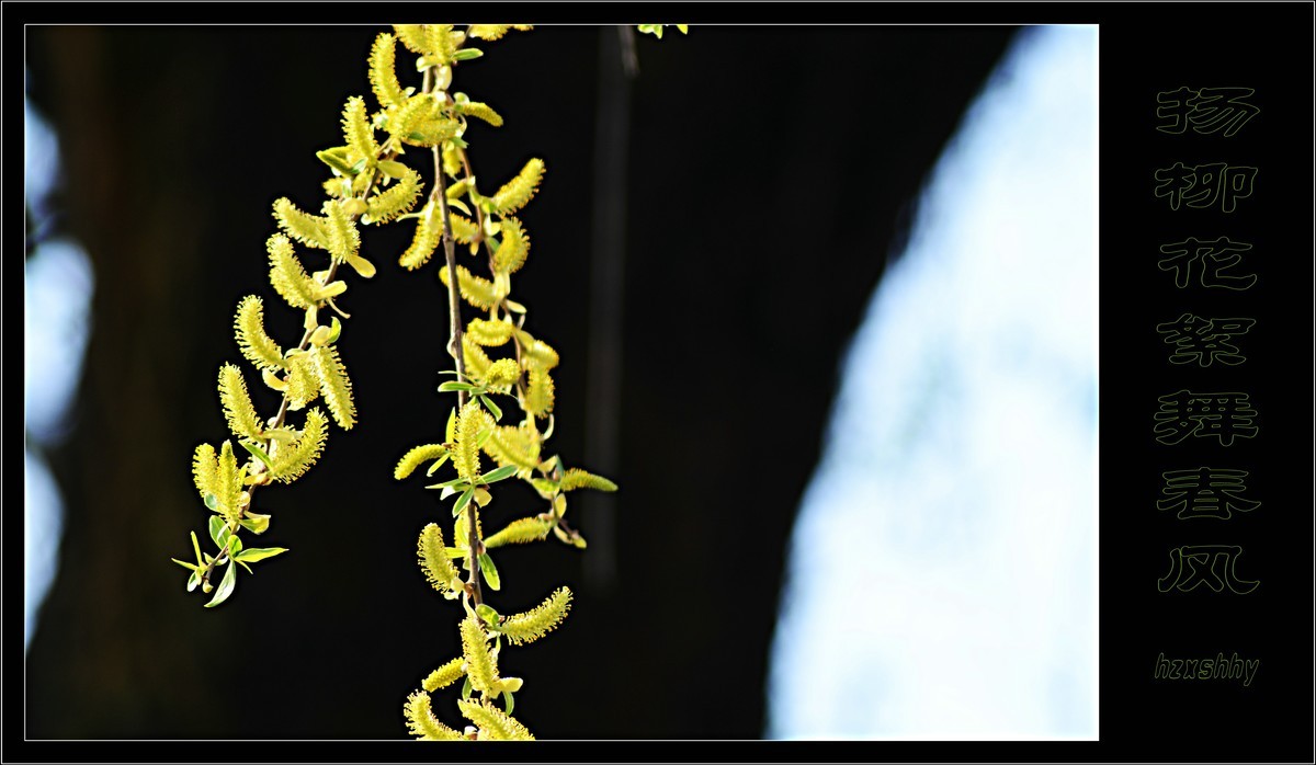 杨柳花絮舞春风(2021064)