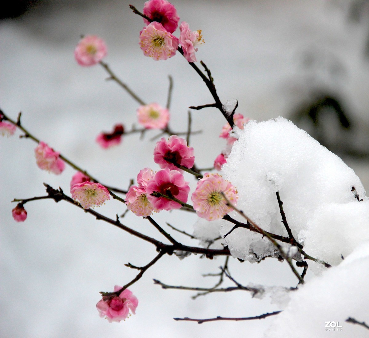 梅花映雪3