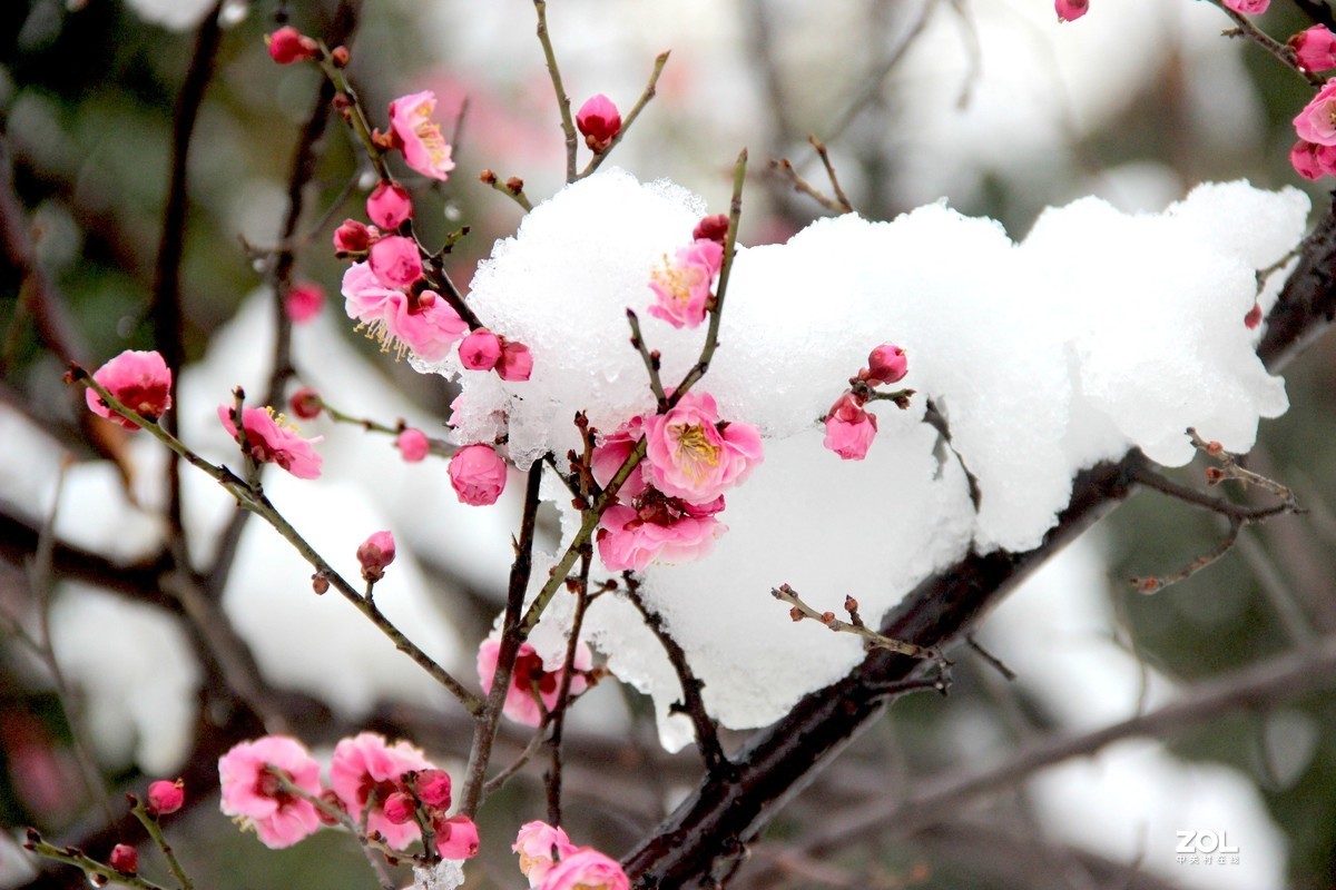 梅花映雪3