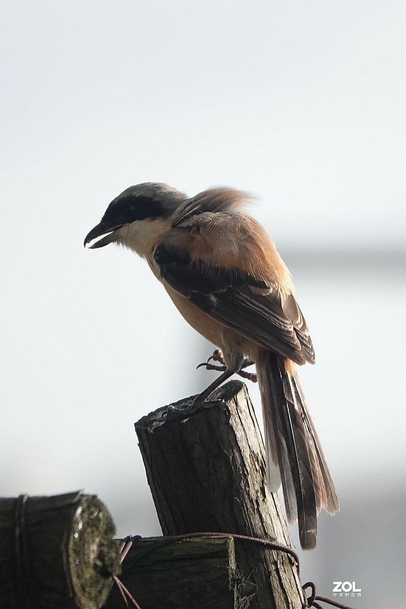 木桩上的一只伯劳鸟