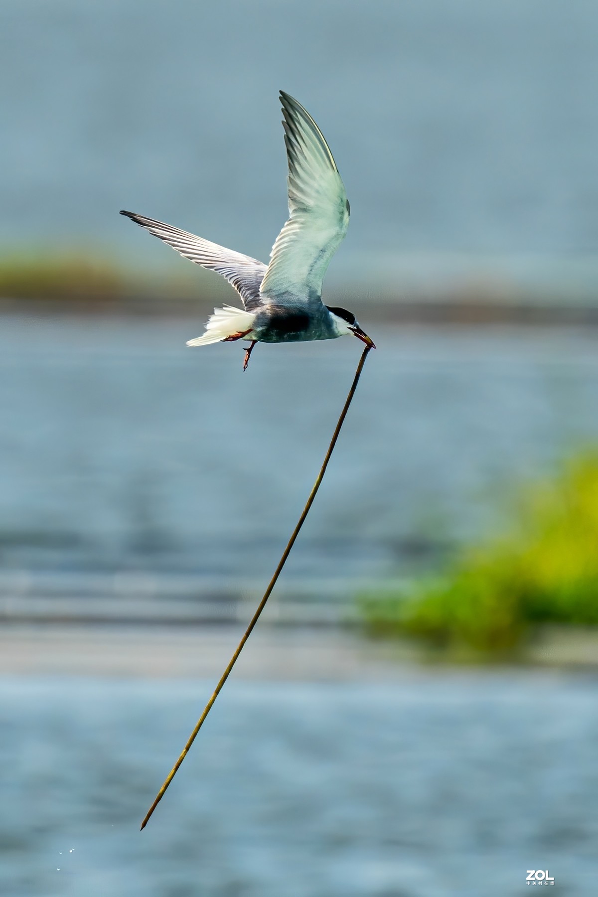 东大圩拍须浮鸥