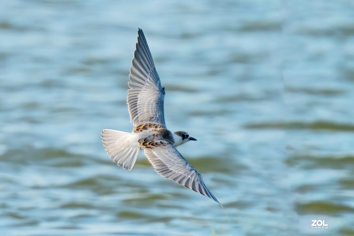 东大圩拍须浮鸥