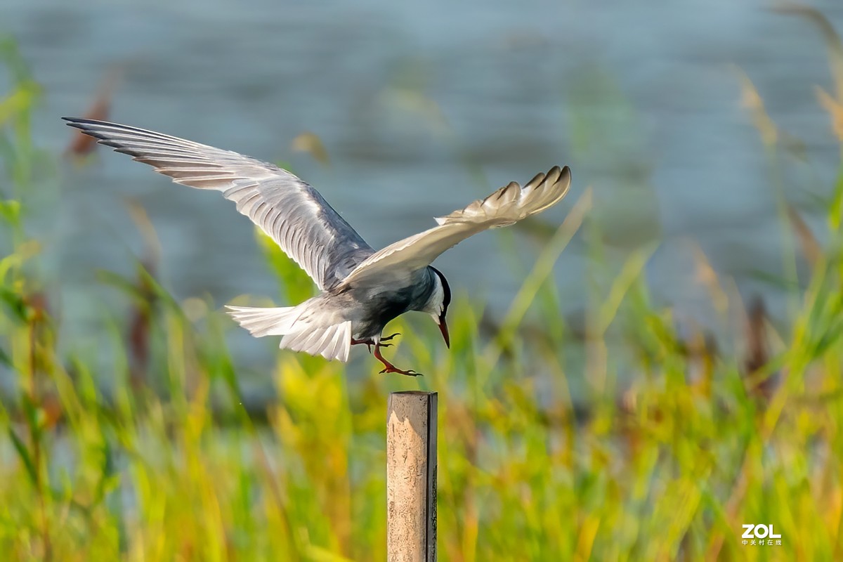 东大圩拍须浮鸥