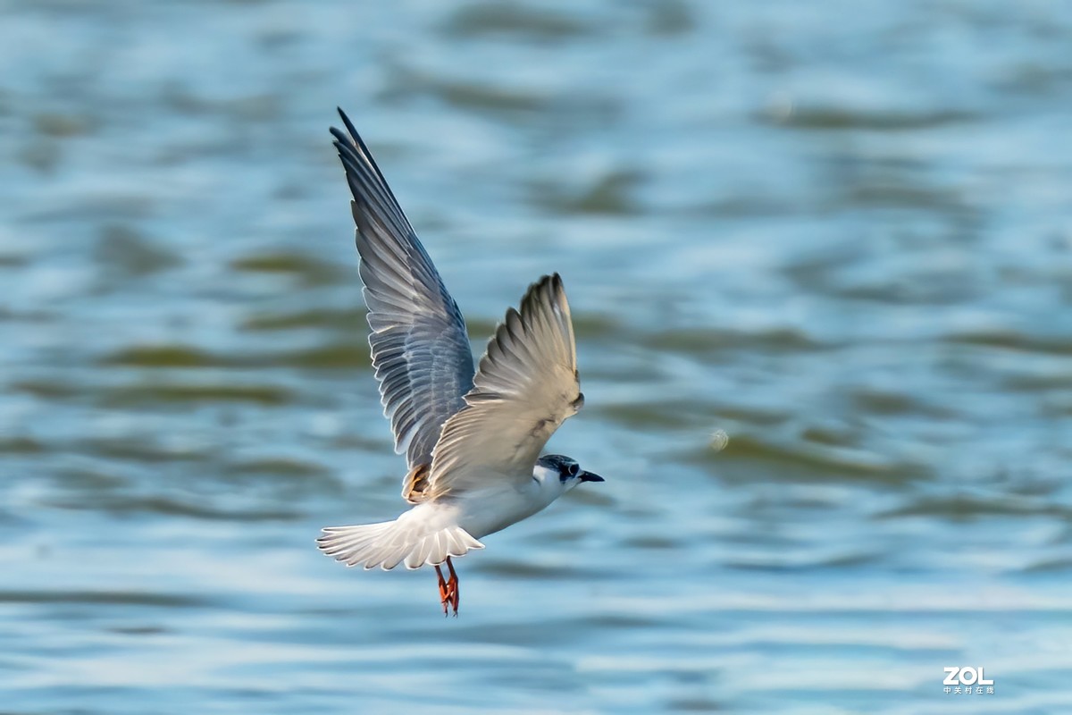 东大圩拍须浮鸥