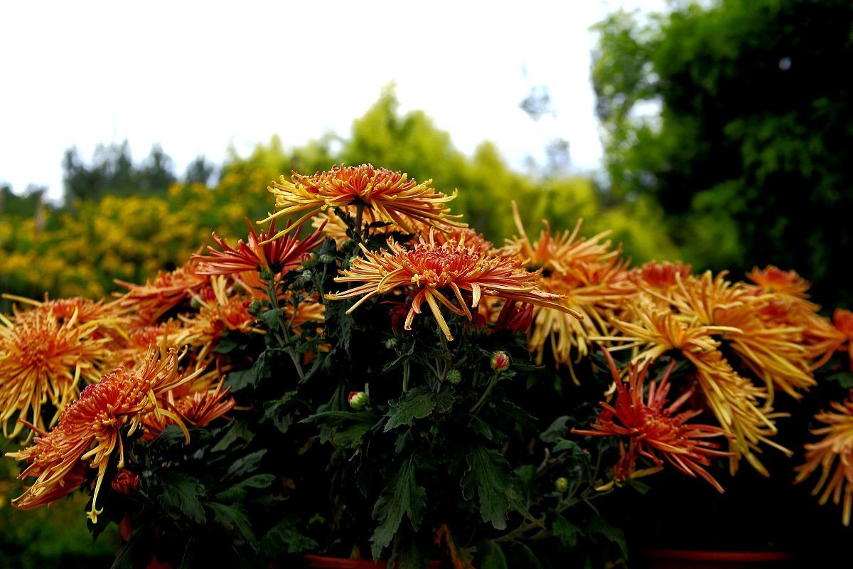 重阳节赏菊三