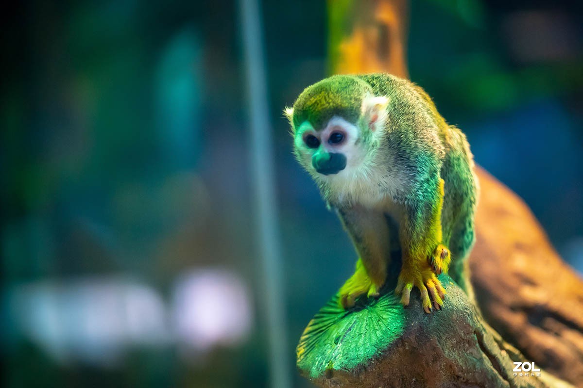 南京金牛湖野生动物杂拍