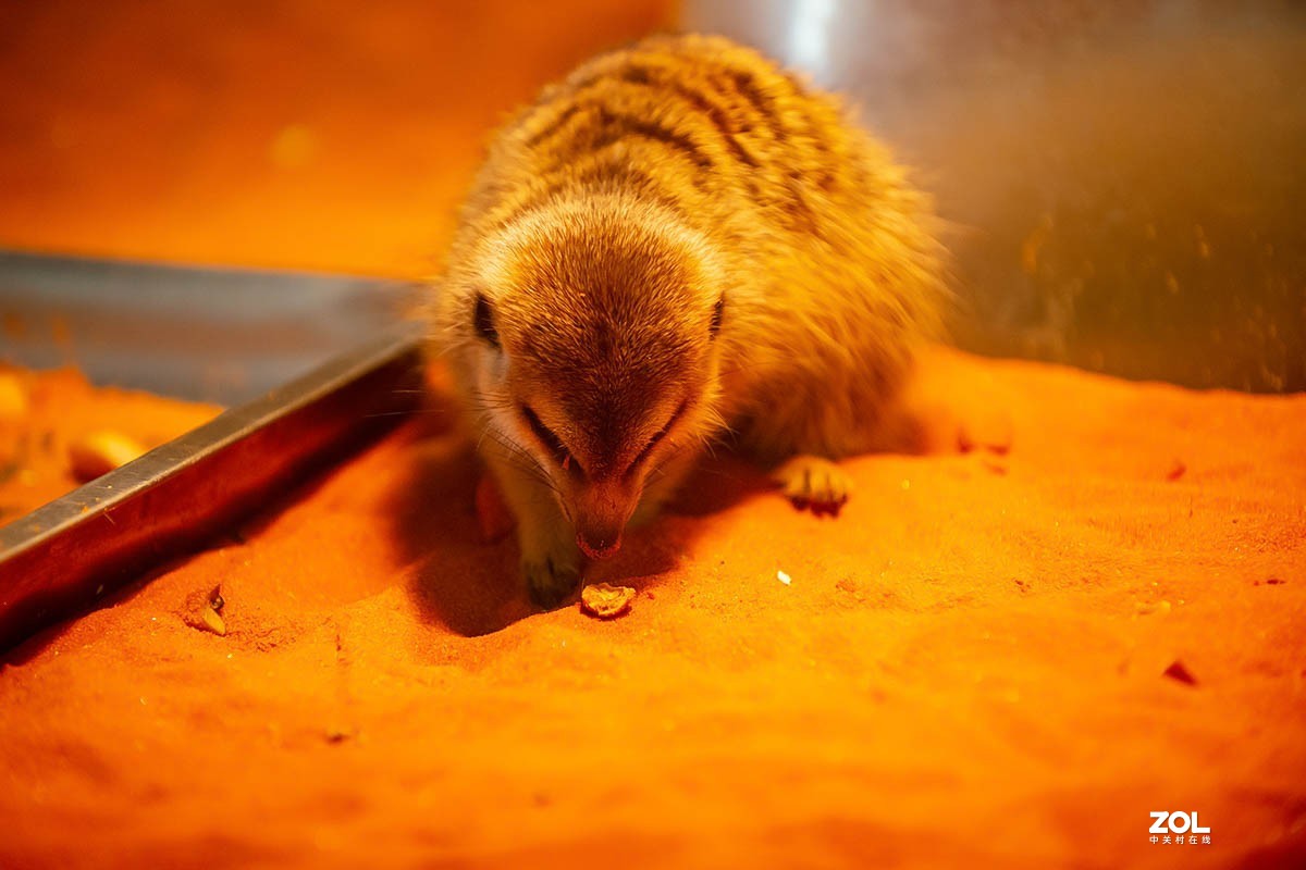 南京金牛湖野生动物杂拍