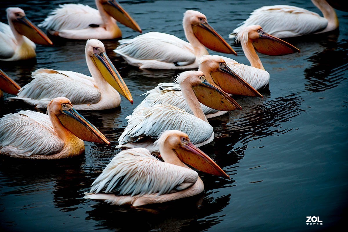 南京金牛湖野生动物杂拍