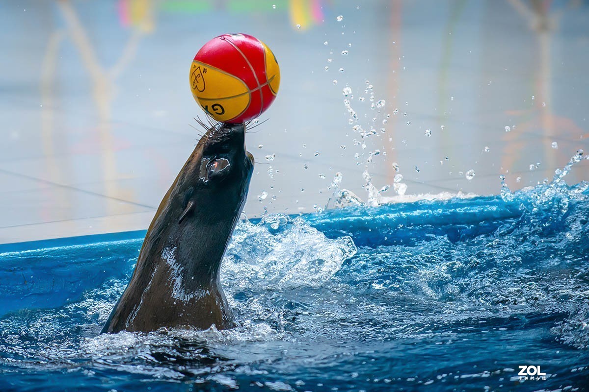 南京金牛湖野生动物杂拍