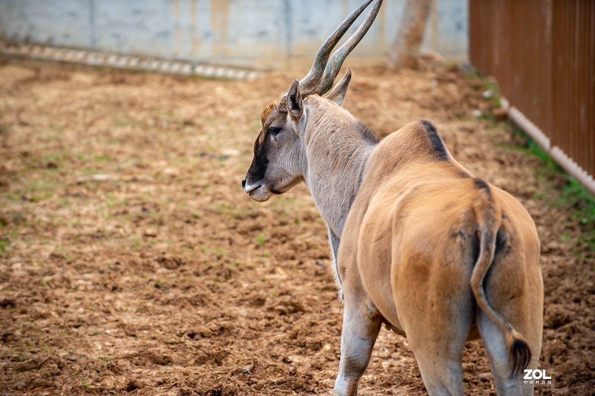 南京金牛湖野生动物杂拍