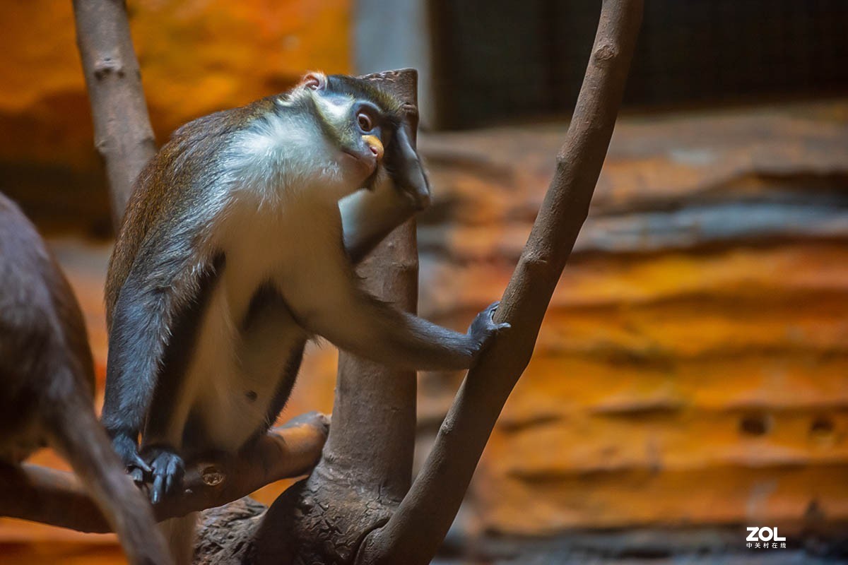 南京金牛湖野生动物杂拍