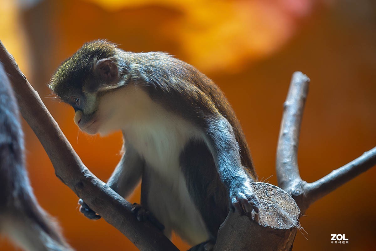 南京金牛湖野生动物杂拍