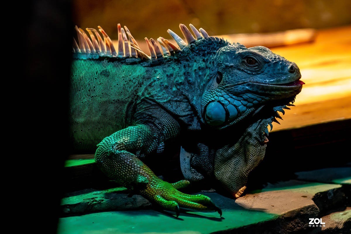 南京金牛湖野生动物杂拍