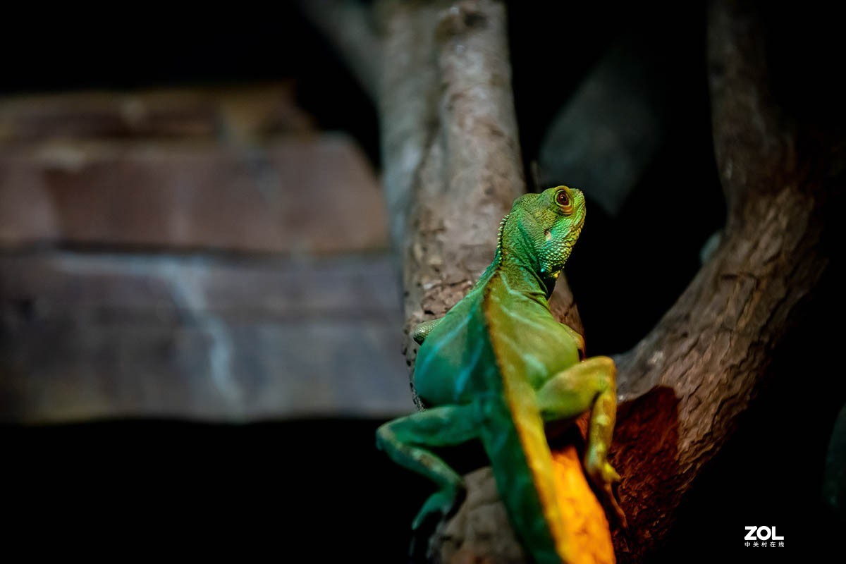 南京金牛湖野生动物杂拍