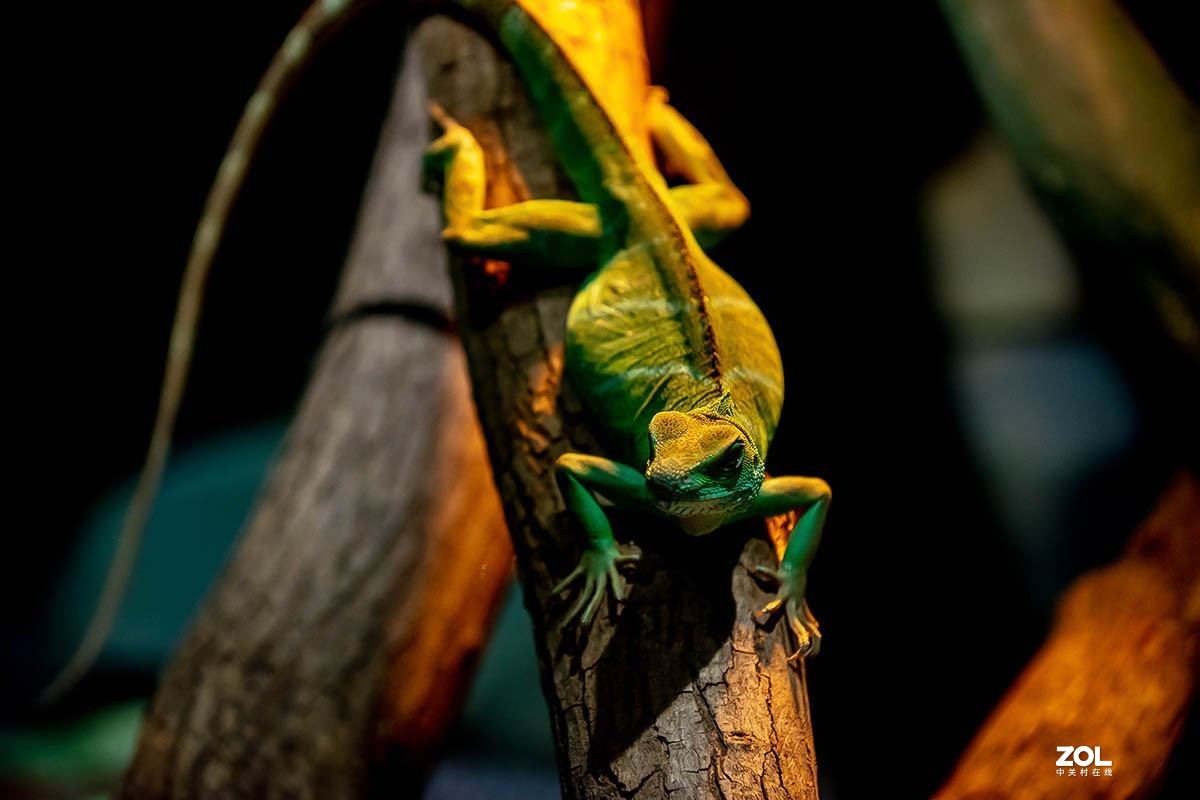 南京金牛湖野生动物杂拍