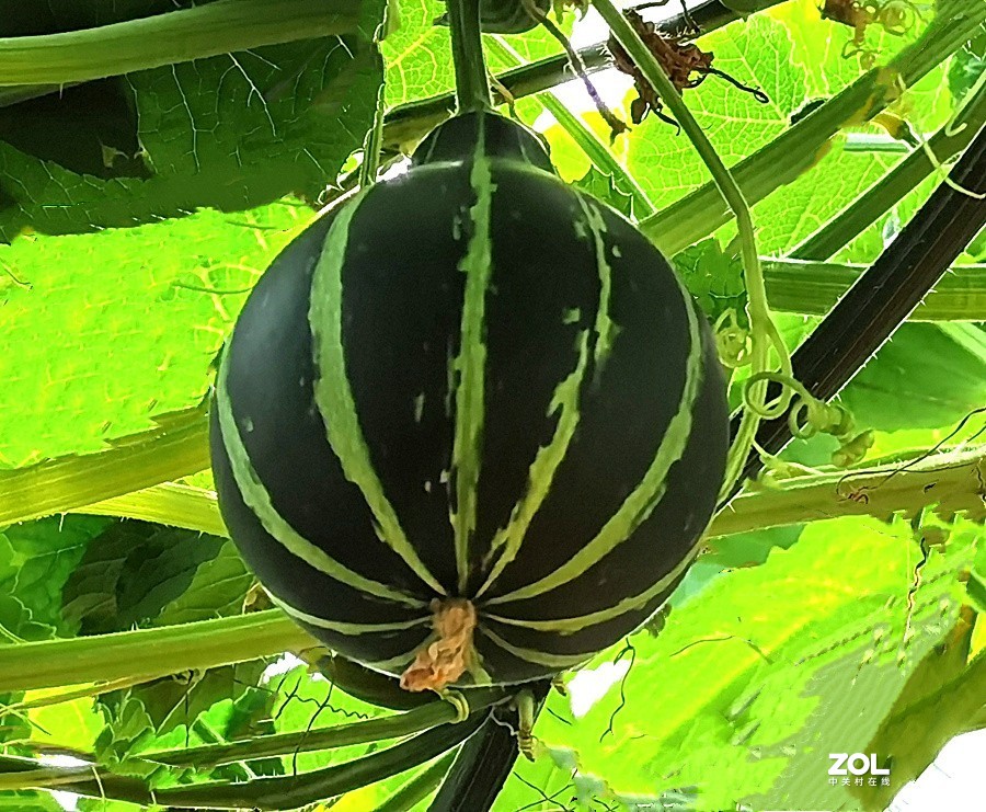 21.06.03高绿科技智慧农业园採摘从未见过的瓜！