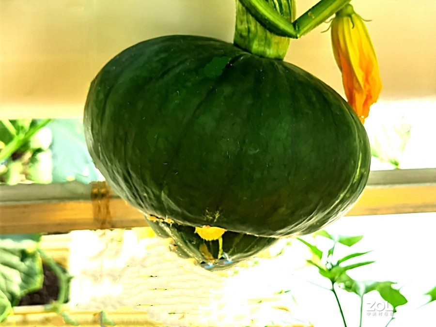 21.06.03高绿科技智慧农业园採摘从未见过的瓜！