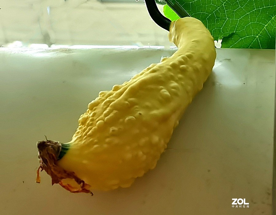 21.06.03高绿科技智慧农业园採摘从未见过的瓜！