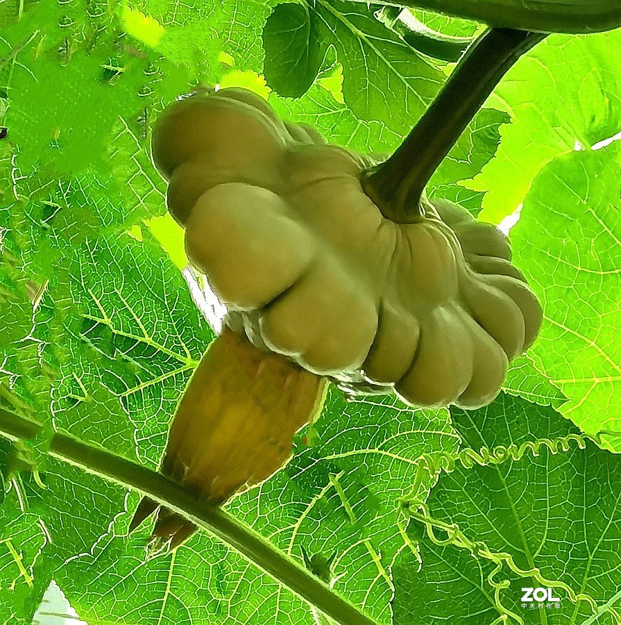 21.06.03高绿科技智慧农业园採摘从未见过的瓜！