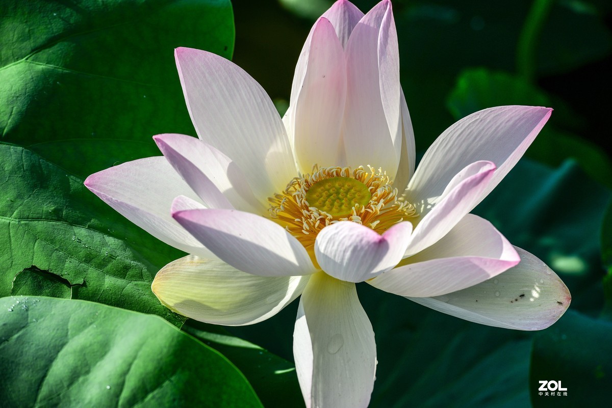 惟有绿荷红菡萏，卷舒开合任天真