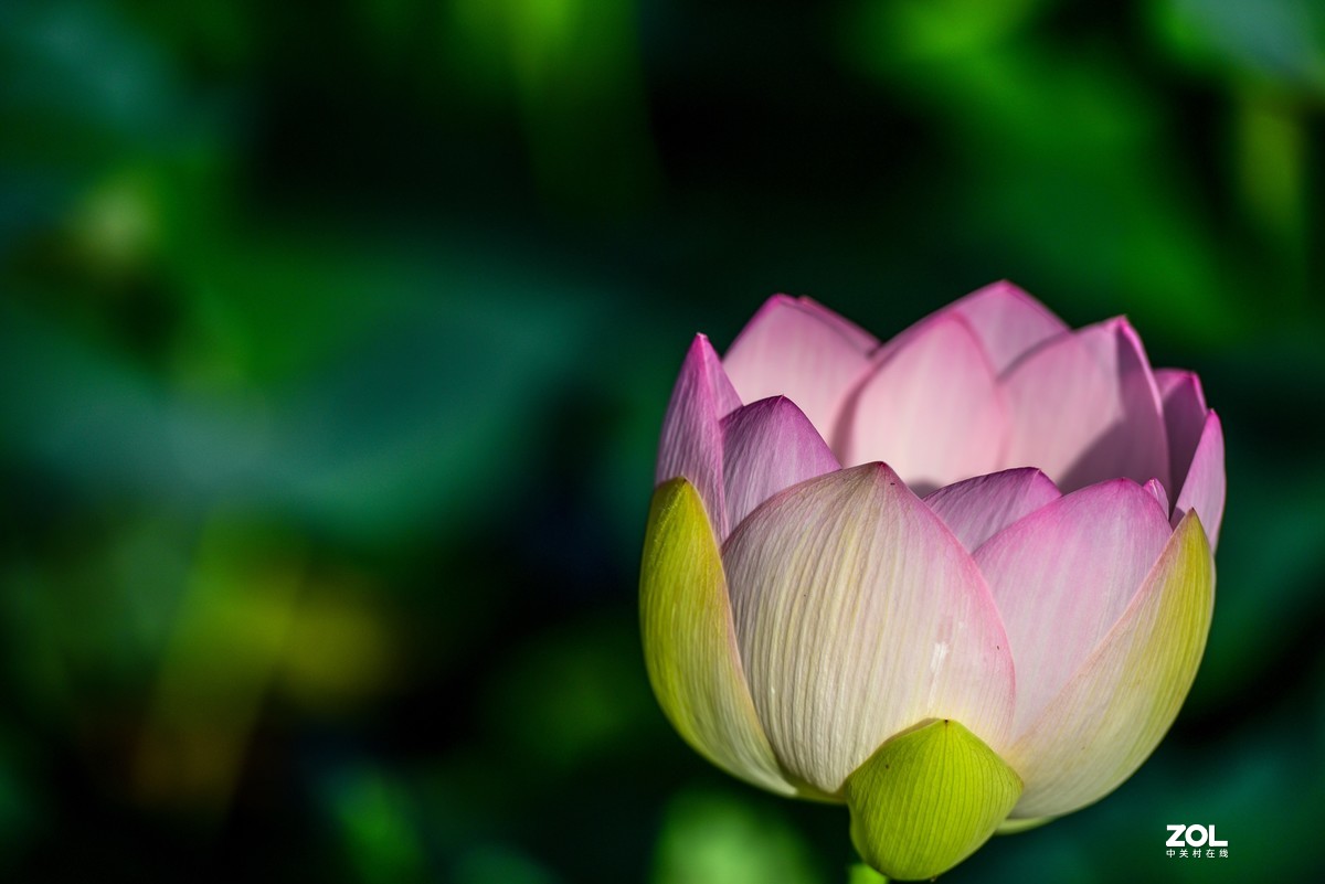 惟有绿荷红菡萏，卷舒开合任天真