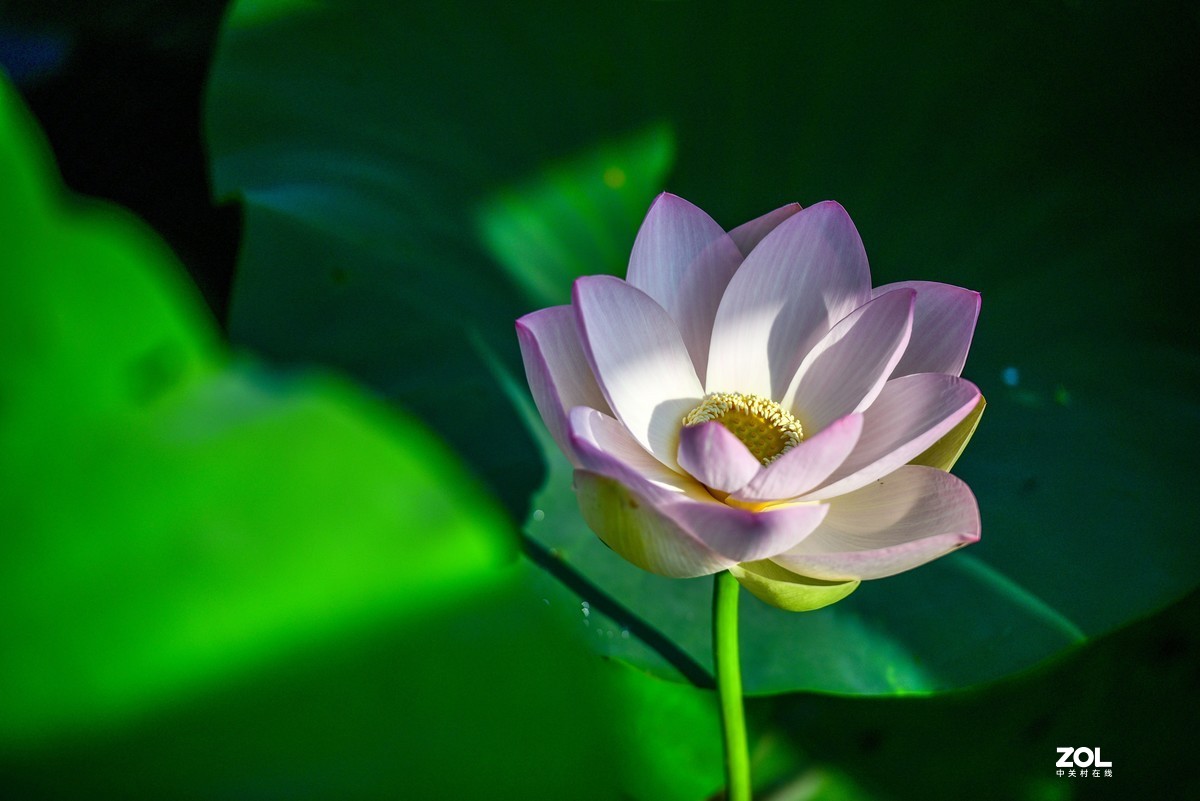 惟有绿荷红菡萏，卷舒开合任天真