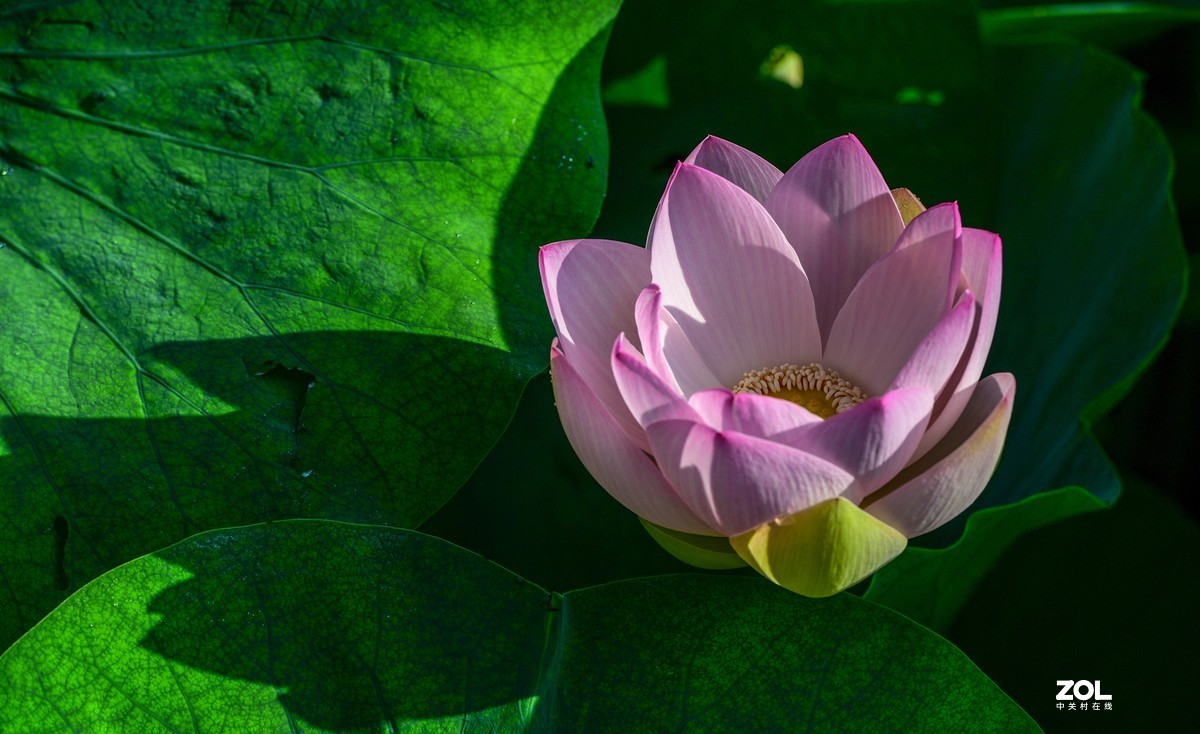 惟有绿荷红菡萏，卷舒开合任天真