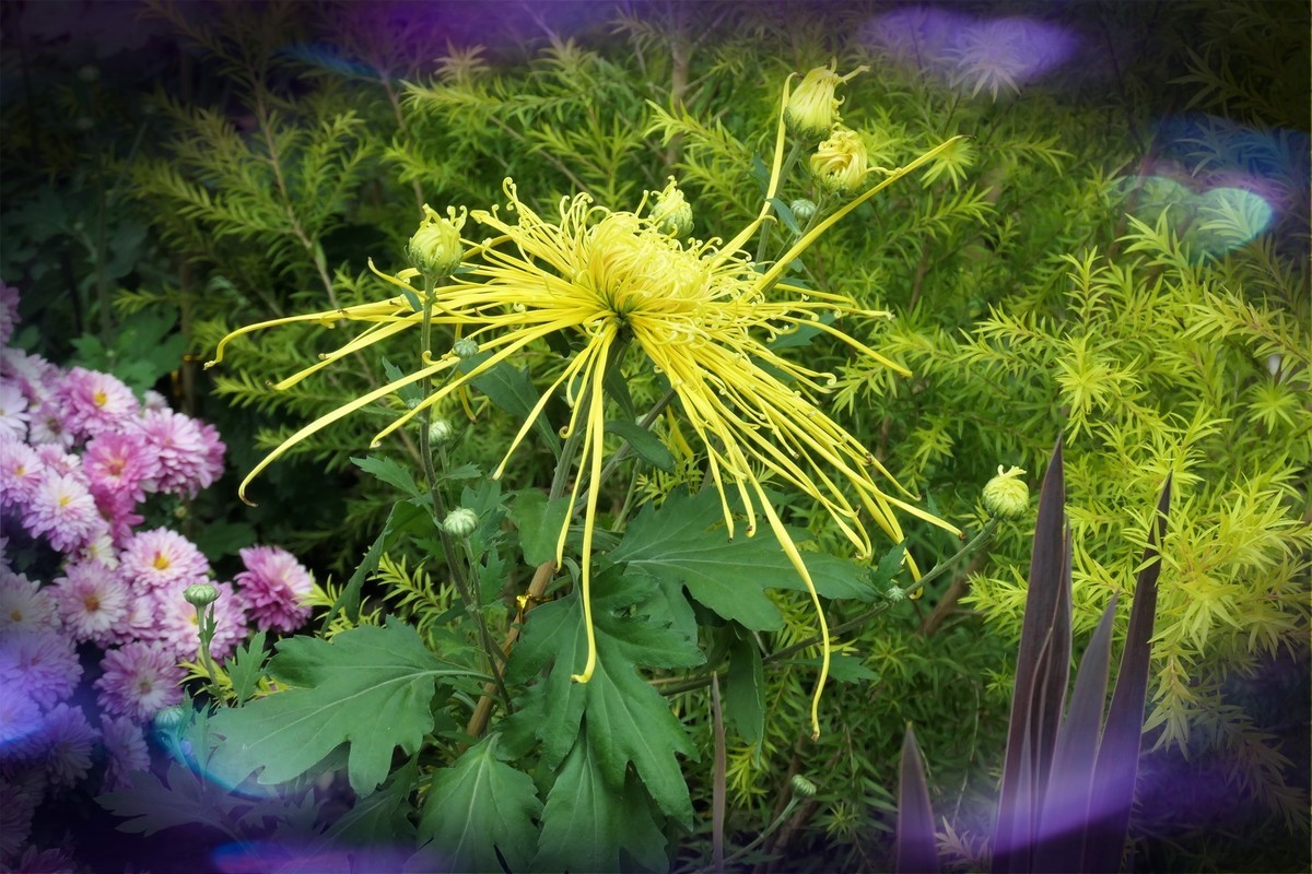 【菊香秋韵】——摄于上海共青森林公园