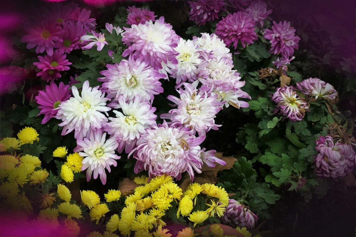 【菊香秋韵】——摄于上海共青森林公园