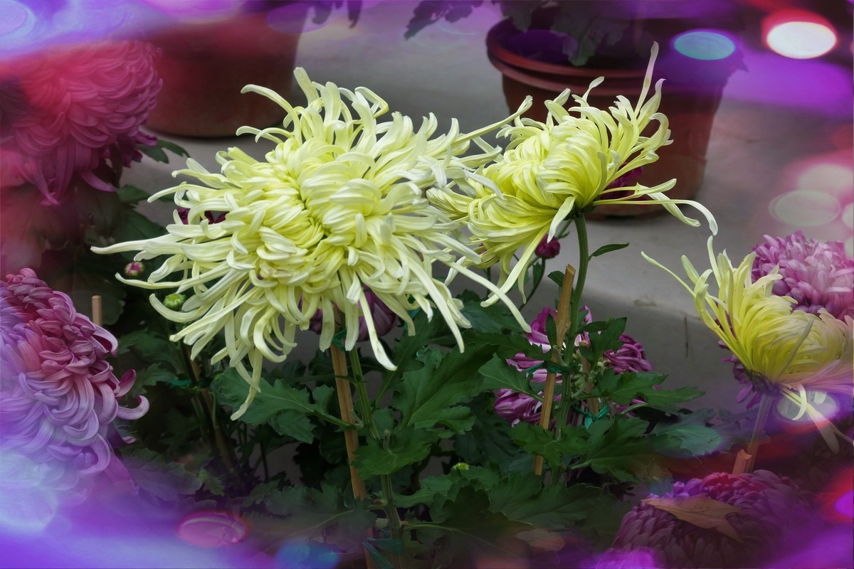 【菊香秋韵】——摄于上海共青森林公园