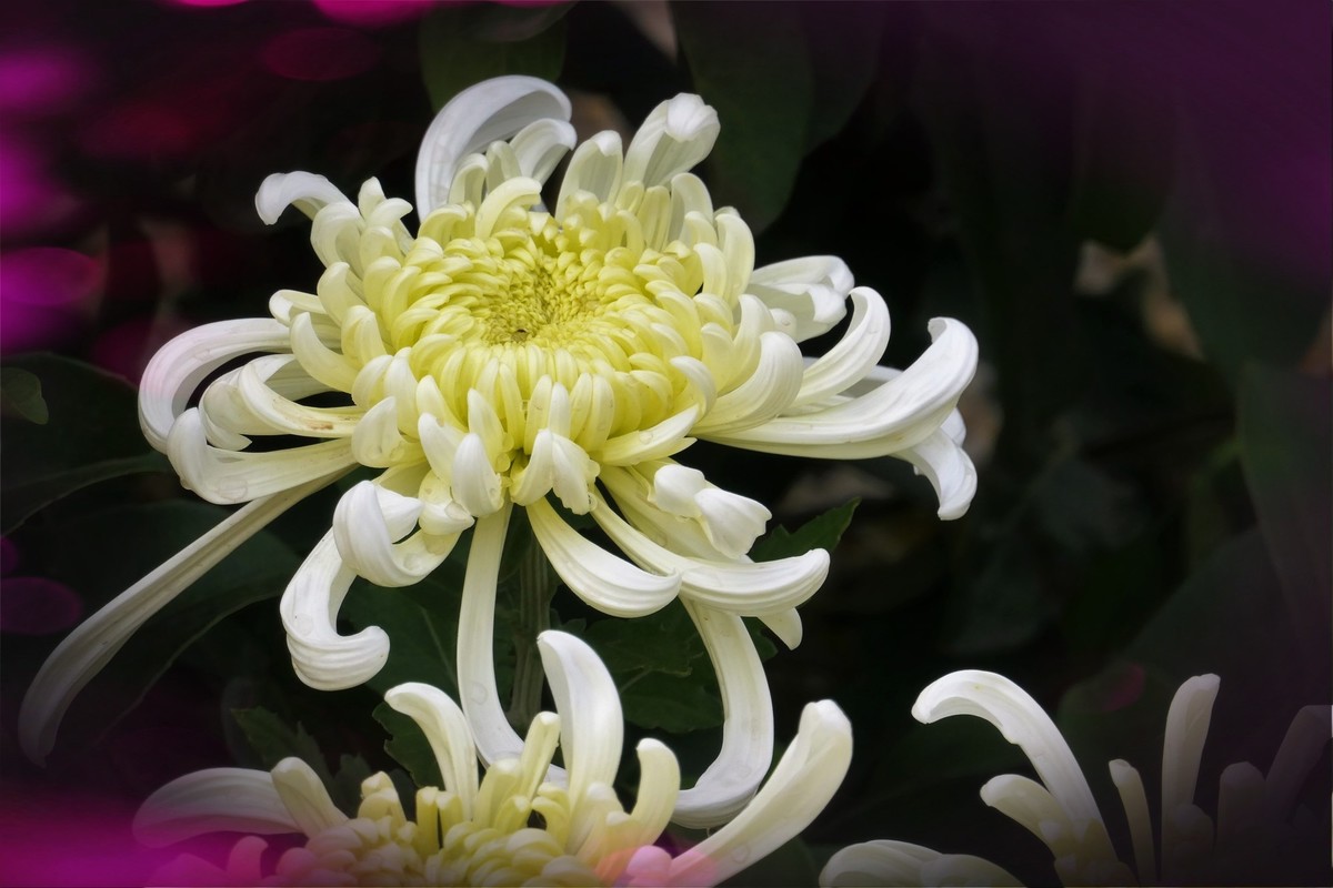 【菊香秋韵】——摄于上海共青森林公园