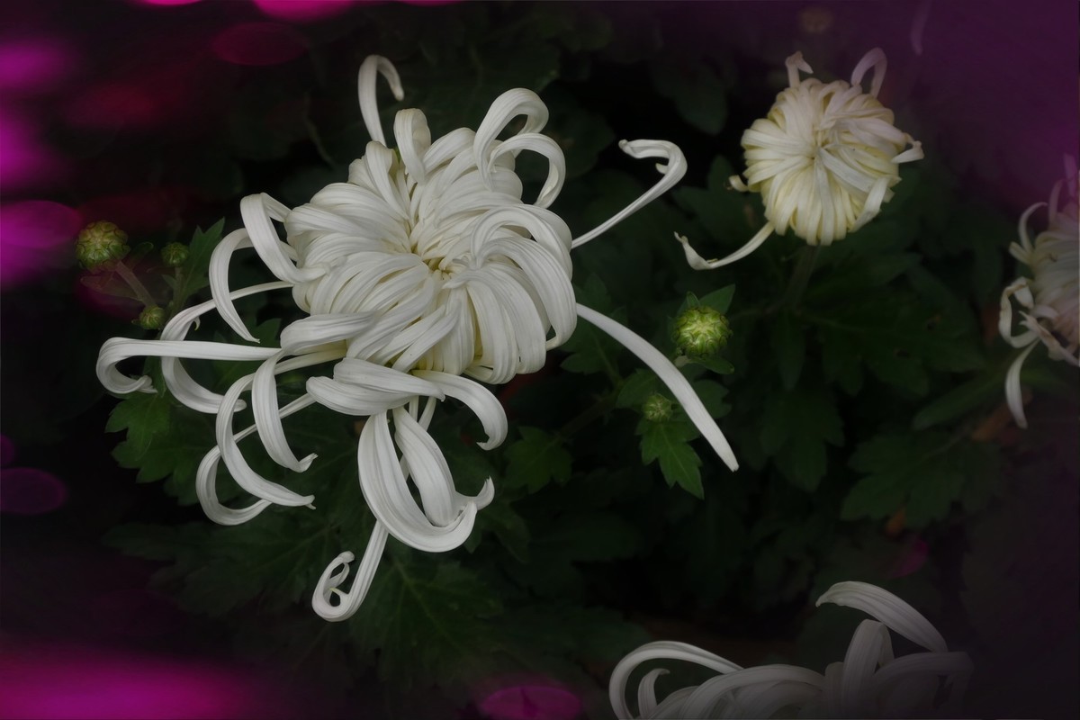 【菊香秋韵】——摄于上海共青森林公园