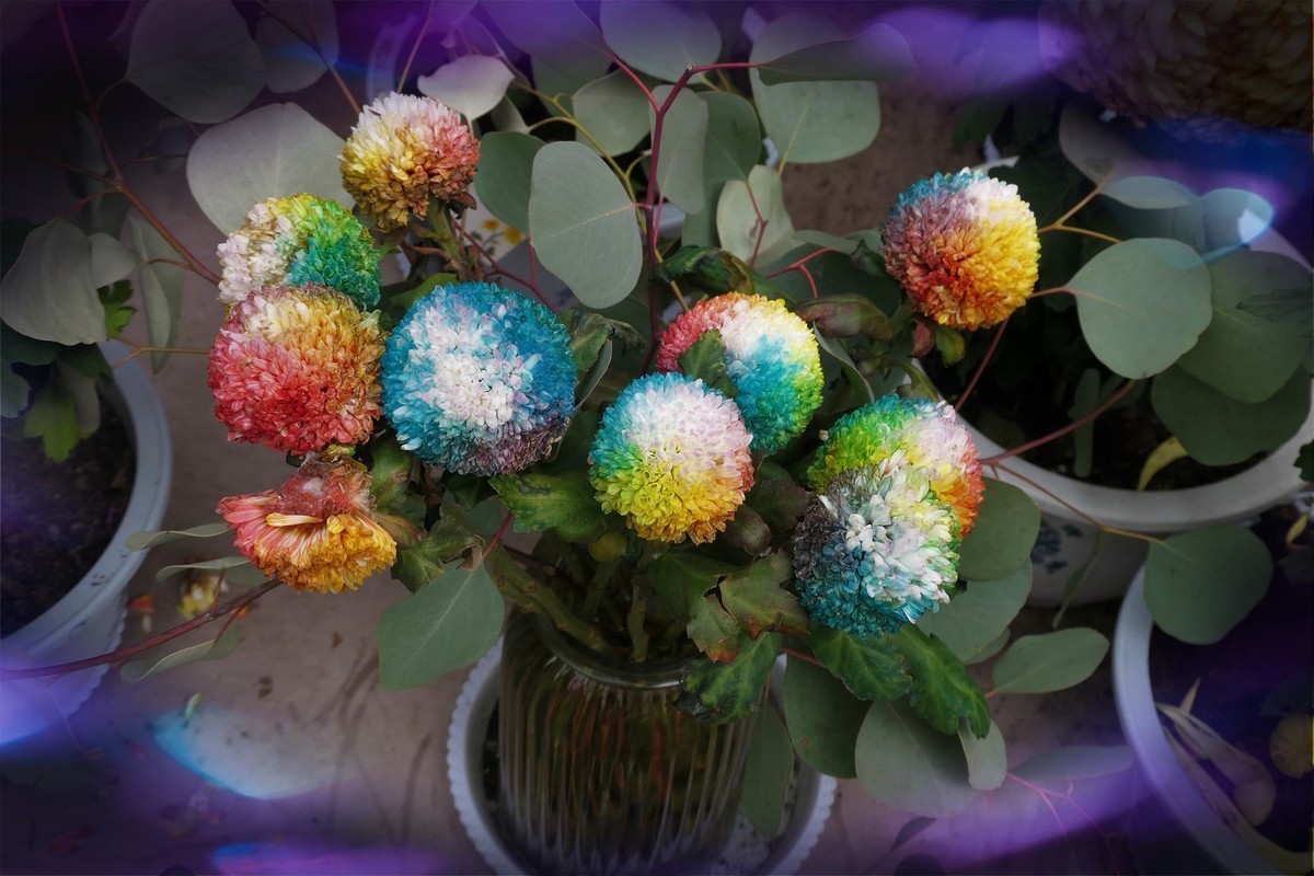 【菊香秋韵】——摄于上海共青森林公园