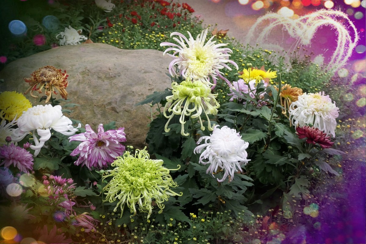 【菊香秋韵】——摄于上海共青森林公园