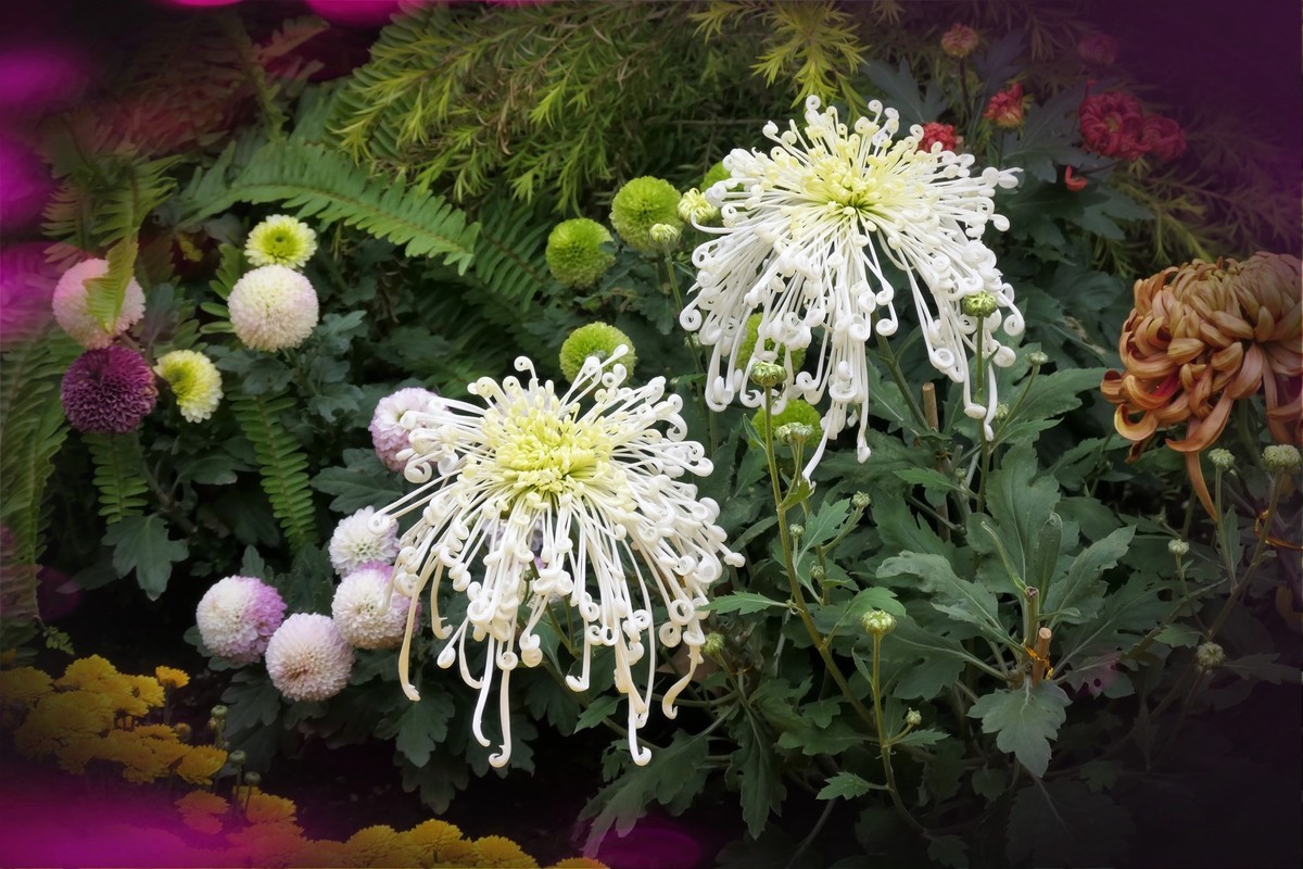 【菊香秋韵】——摄于上海共青森林公园