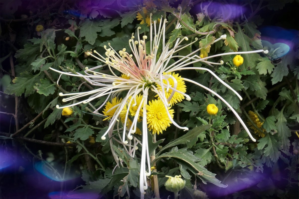 【菊香秋韵】——摄于上海共青森林公园