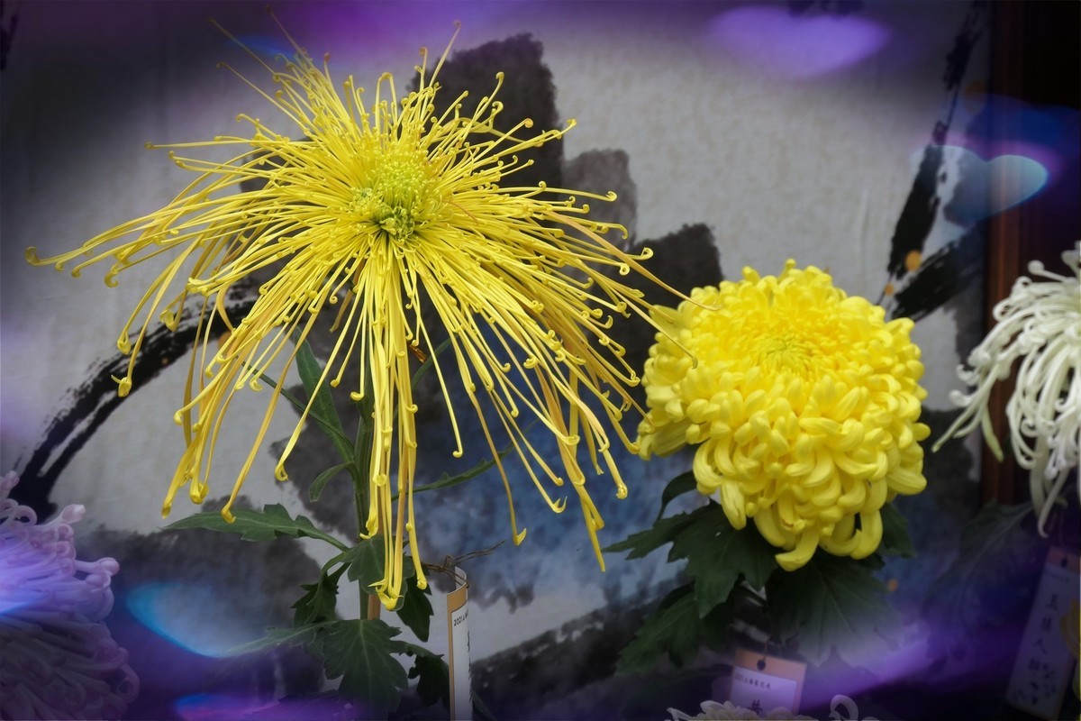 【菊香秋韵】——摄于上海共青森林公园