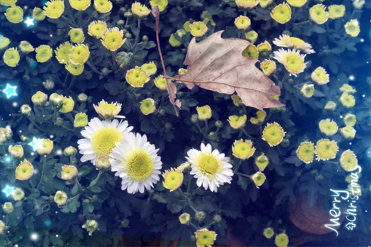 【菊香秋韵】——摄于上海共青森林公园