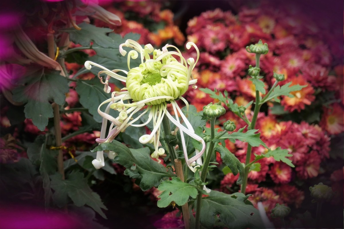 【菊香秋韵】——摄于上海共青森林公园